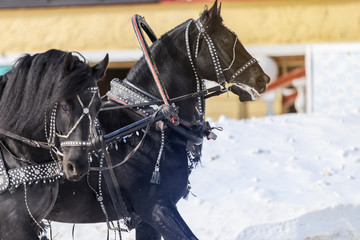Russian Troika in winter at the racetrack