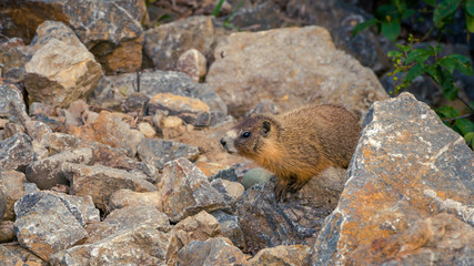 A fat healthy curious gopher in the wild.