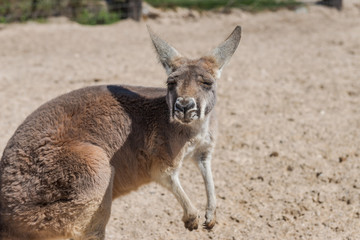 Kangaroo found at a rural hobby farm