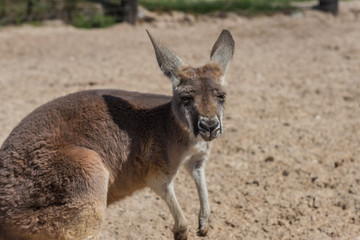 Kangaroo found at a rural hobby farm