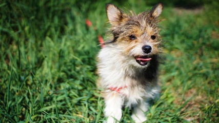 a little sweet-colored puppy on the grass