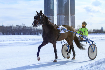 horse racing jockey, winter race trot on the racetrack