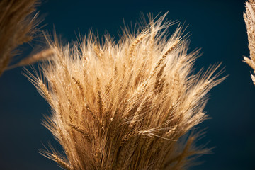 Fototapeta premium Ear of barley background, agriculture concept. Plant