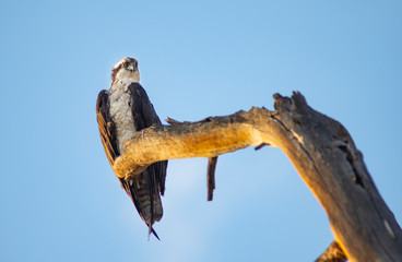 Juvenile Bald Eagle sitting on tree snag overlooking the river waiting