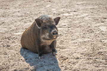 Pot bellied pig at a hobby farm