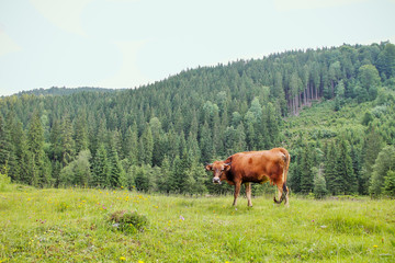 Krowa w górach