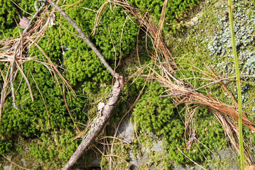 green moss, twigs, and pine needles