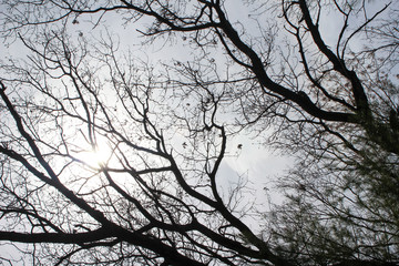 Obraz premium spooky eerie trees against cloudy sky