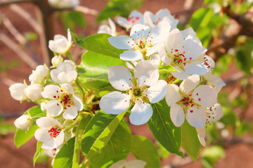 Flowering pears in spring in the garden. Close-up. Background.
