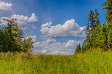 An open green meadow through some trees with clouds in the sky.