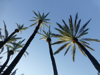 Palm groves of Elche. El Palmeral.Alicante,Spain