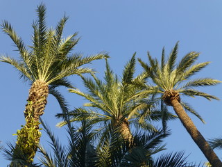 Fototapeta na wymiar Palm groves of Elche. El Palmeral.Alicante,Spain