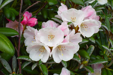 Blooming pale pink rhododendron. Rhododendron flowers close-up.