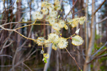The first young fresh spring leaves and fluffy buds of willow, like bunnies sitting on a tree branch