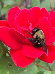 Bumblebee on rose
