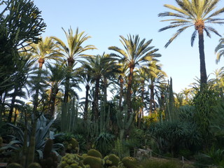 Palm groves of Elche. El Palmeral.Alicante,Spain