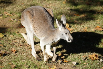 Obraz na płótnie Canvas kangaroo in grass