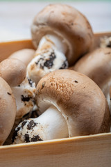 Fresh organic brown chestnut champignons from underground caves in Belgium