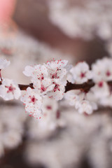 Flores y más flores de la primavera.