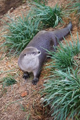 otter