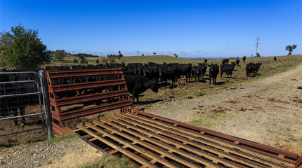Fototapeta na wymiar Cattle Grid in Use in a Cattle Property