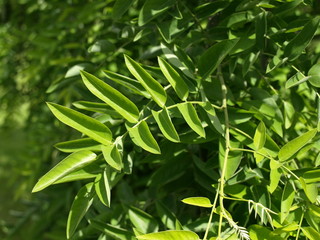Sophora japonica pendula Sophora pleureur