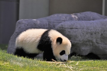 Obraz premium パンダ