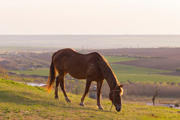 The Mare in the pasture. A animal that is grazing. A horse is eating grass at sunset. RURAL EVENING.
