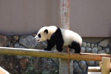 Fototapeta premium Panda