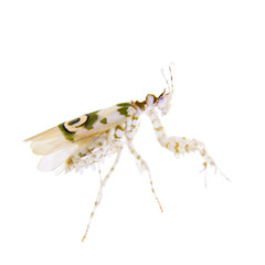 Spiny flower praying mantis, Pseudocreobotra wahlbergii, on white