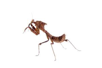 Giant Dead Leaf Mantis, Deroplatys desiccata on white