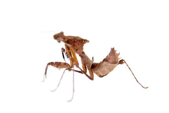 Giant Dead Leaf Mantis, Deroplatys desiccata on white