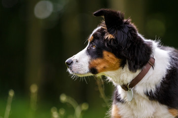 Australian Shepherd Welp spielt am Wald