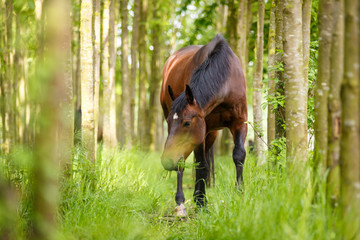 Pferd im Wald