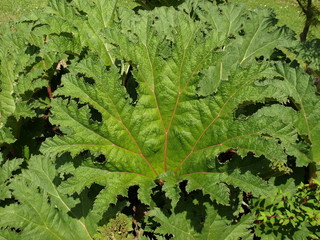 Fototapeta premium Acanthus mollis Acanthe à feuilles molles
