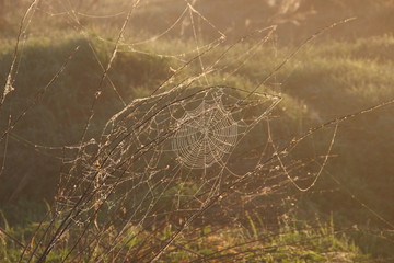 Spider web with morning dew drops on green grass in sun light