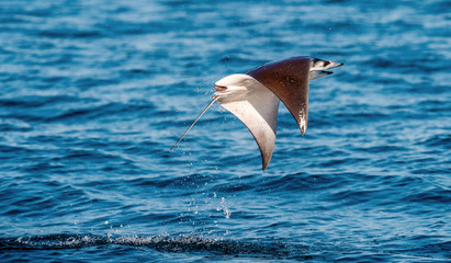 Mobula ray jumping out of the water. Mobula munkiana, known as the manta de monk, Munk's devil ray, pygmy devil ray, smoothtail mobula, is a species of ray in the family Myliobatida. Pacific ocean