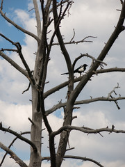 Bird on a dead tree at Mammoth Hot Springs