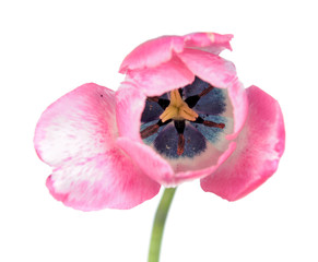 Bright pink tulip flower isolated on white background. Bicoloured Cultivar from Triumph Tulip Group