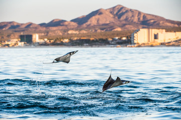 Fototapeta premium Mobula ray jumping out of the water. Mobula munkiana, known as the manta de monk, Munk's devil ray, pygmy devil ray, smoothtail mobula, is a species of ray in the family Myliobatida. Pacific ocean