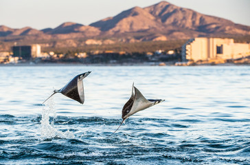 Fototapeta premium Mobula ray jumping out of the water. Mobula munkiana, known as the manta de monk, Munk's devil ray, pygmy devil ray, smoothtail mobula, is a species of ray in the family Myliobatida. Pacific ocean