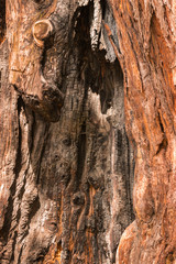 detail of scorched pine tree trunk