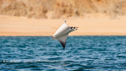 Mobula ray jumping out of the water. Mobula munkiana, known as the manta de monk, Munk's devil ray, pygmy devil ray, smoothtail mobula, is a species of ray in the family Myliobatida. Pacific ocean