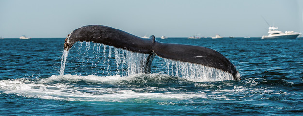 Tail fin of the mighty humpback whale above  surface of the ocean. Scientific name: Megaptera...
