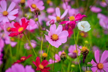 Obraz na płótnie Canvas Summer pink flowers. Beautiful flowers. . Rose Flower Petals