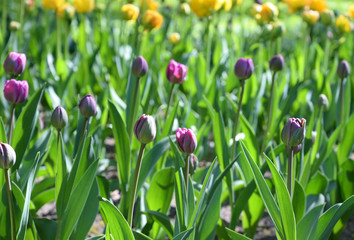 Blossoming tulips closeup.