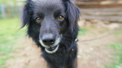 Fototapeta premium adorable portrait of amazing healthy and happy adult black and white dog 