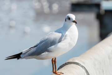 Seagull bird portrait against seashore. Close up view of bird seagull standing on the edge of the bridge.