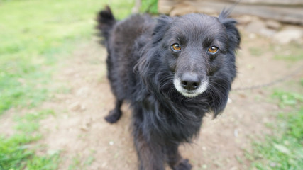Fototapeta premium adorable portrait of amazing healthy and happy adult black and white dog 