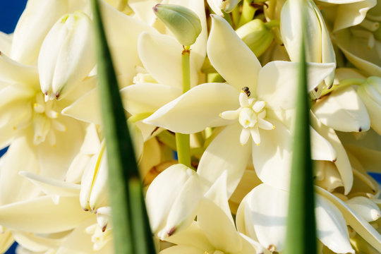 Bloom Spanish Bayonet Yucca flowers on tree, Closeup white yucca filamentosa bush flowers, Blossom white flowers needle-palm.